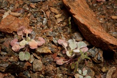 Eriogonum covilleanum