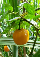 Capsicum pubescens