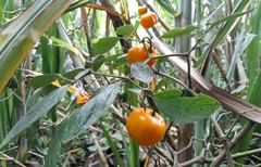 Capsicum pubescens
