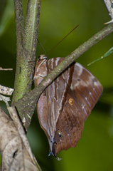 Zeuxidia mesilauensis