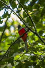 Harpactes whiteheadi