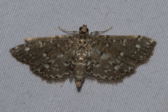 Metoeca nymphulalis