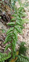 Athyrium reflexipinnum
