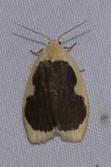 Pseudoblabes oophora