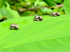 Osteopilus dominicensis