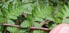 Athyrium reflexipinnum