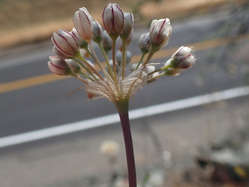 rawhide hill onion (Allium tuolumnense)
