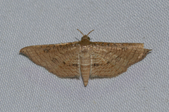 Hypolamprus striatalis