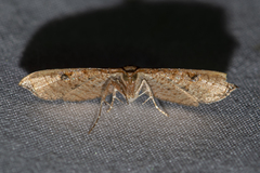 Hypolamprus striatalis