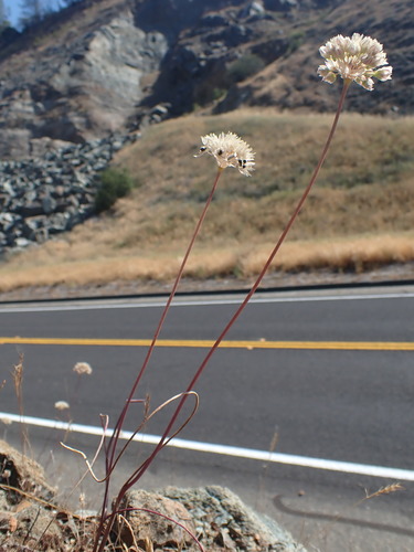 Image of Allium tuolumnense by no rights reserved