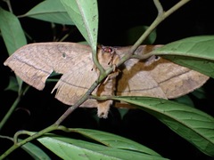 Sphingognatha asclepiades