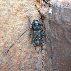 Gnatholea eburifera