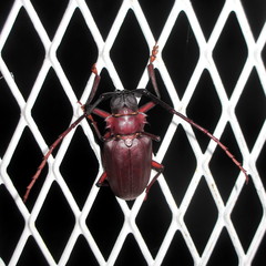 Dorysthenes buquetii