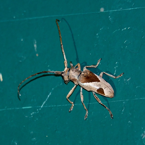 Paraleprodera cordifera · iNaturalist United Kingdom