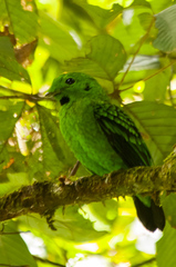 Calyptomena whiteheadi