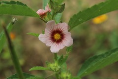 Sida weberbaueri