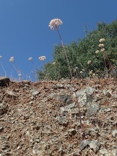 Image of Allium tuolumnense by no rights reserved