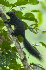 Callosciurus baluensis