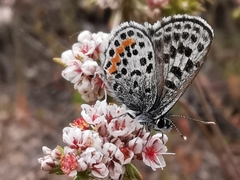 Euphilotes bernardino bernardino