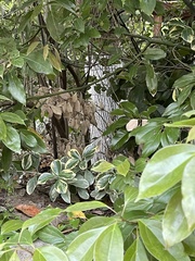 Sinosuthora webbiana