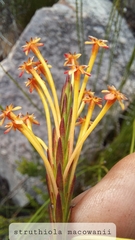 Struthiola macowanii