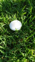 Leucoagaricus leucothites