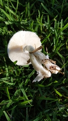 Leucoagaricus leucothites