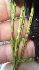 Struthiola macowanii