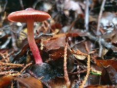 Cortinarius cardinalis
