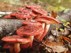 Cortinarius cardinalis