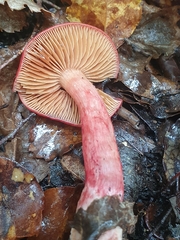Cortinarius cardinalis