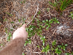 Eriochilus dilatatus