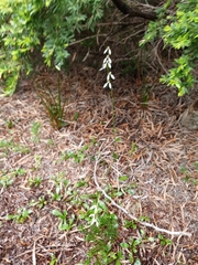 Eriochilus dilatatus