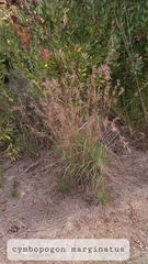 Cymbopogon marginatus