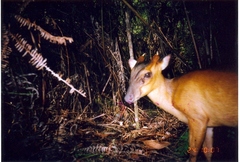Bornean Yellow Muntjac photo 3