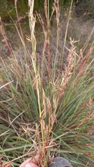 Cymbopogon marginatus