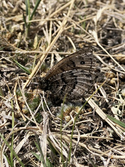 Oeneis alberta