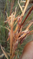 Cymbopogon marginatus