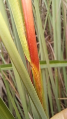 Cymbopogon marginatus
