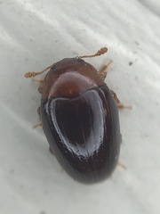 Pseudischyrus extricatus