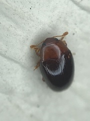 Pseudischyrus extricatus