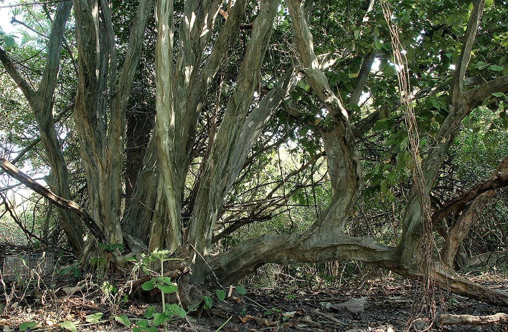grey-bark saucerberry
