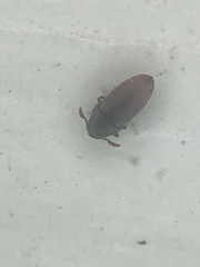Trixagus chevrolati