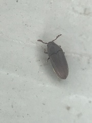 Trixagus chevrolati
