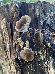 Auricularia mesenterica