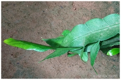 Epiphyllum oxypetalum