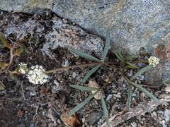 Lomatium fusiformis