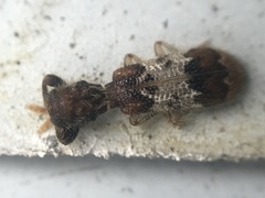 Pelonium leucophaeum