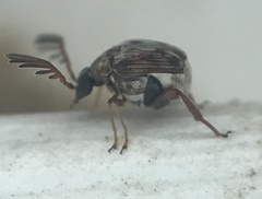 Megacerus cubiculus