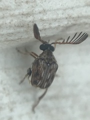 Megacerus cubiculus